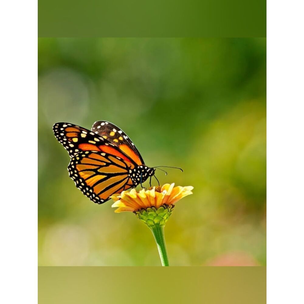 Custom Fridge Magnet Orange Monarch Butterfly Home Kitchen Office Decor
